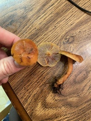 Lactarius luculentus laetus