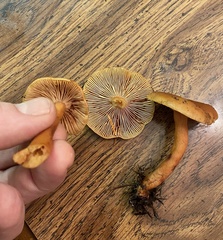 Lactarius luculentus laetus