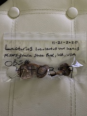 Lactarius luculentus laetus