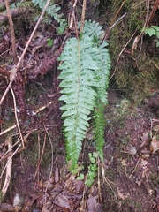 Polystichum setigerum