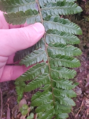 Polystichum setigerum