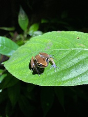Eleutherodactylus richmondi