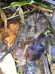 Eleutherodactylus richmondi