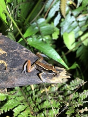 Eleutherodactylus richmondi