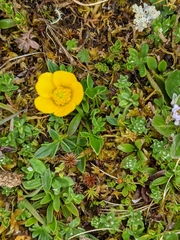 Ranunculus pascuinus