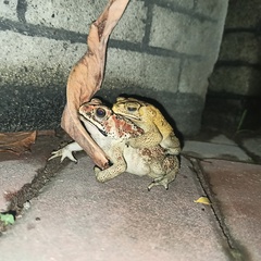 Duttaphrynus melanostictus