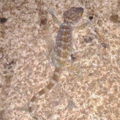 Gekko gecko