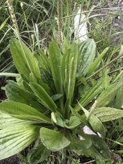 Plantago