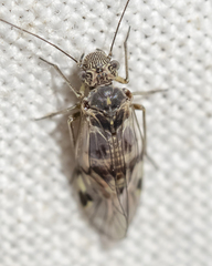 Hyalopsocus striatus