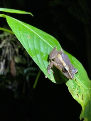 Eleutherodactylus portoricensis