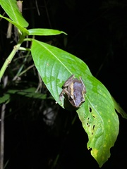 Eleutherodactylus portoricensis