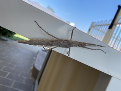 Xeroderus kirbyi