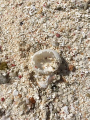 Echinoneus cyclostomus