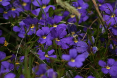Dampiera linearis