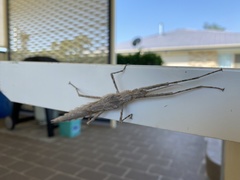 Xeroderus kirbyi