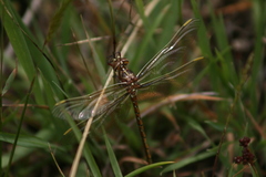 Archaeosynthemis occidentalis