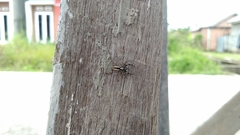 Menemerus bivittatus