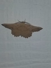 Euchlaena johnsonaria