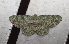 Ophthalmitis rufilauta