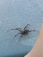 Latrodectus geometricus