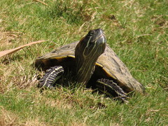 Trachemys ornata