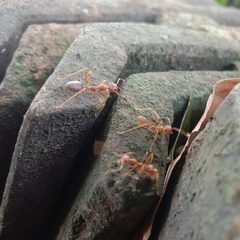 Oecophylla smaragdina