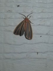 Hypoprepia cadaverosa