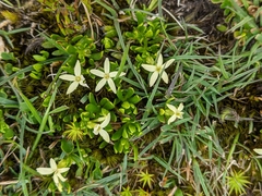Stackhousia pulvinaris