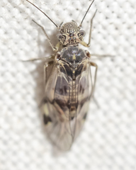 Hyalopsocus striatus