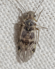 Hyalopsocus striatus