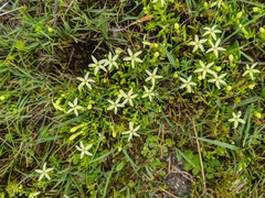 Stackhousia pulvinaris