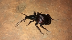 Brachygnathus angusticollis