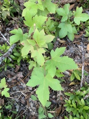 Liquidambar formosana