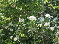 Carpenteria
