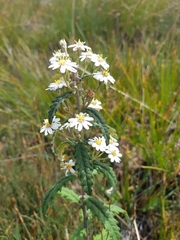 Olearia stellulata