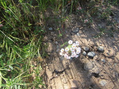 Leptosiphon montanus