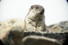Marmota broweri