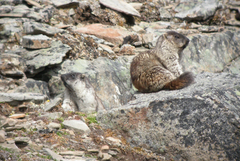 Marmota broweri