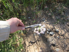 Leptosiphon montanus