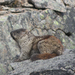 Marmota broweri - Photo (c) David Robichaud, μερικά δικαιώματα διατηρούνται (CC BY-NC), uploaded by David Robichaud