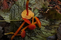 Hygrocybe marchii