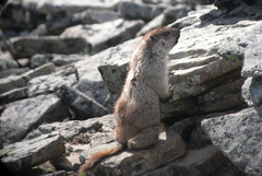 Marmota broweri