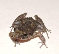 Eleutherodactylus planirostris