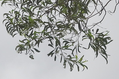 Acacia polystachya