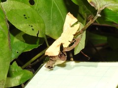Corymica