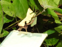 Corymica