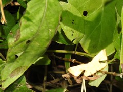 Corymica