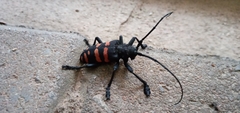 Ceroplesis capensis