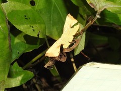 Corymica