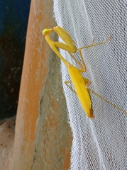 Hierodula membranacea